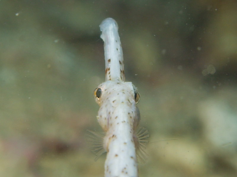 Pipefish